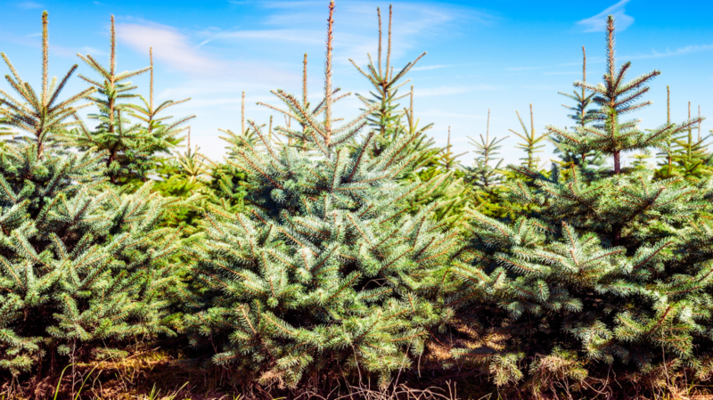Christmas Tree Farms